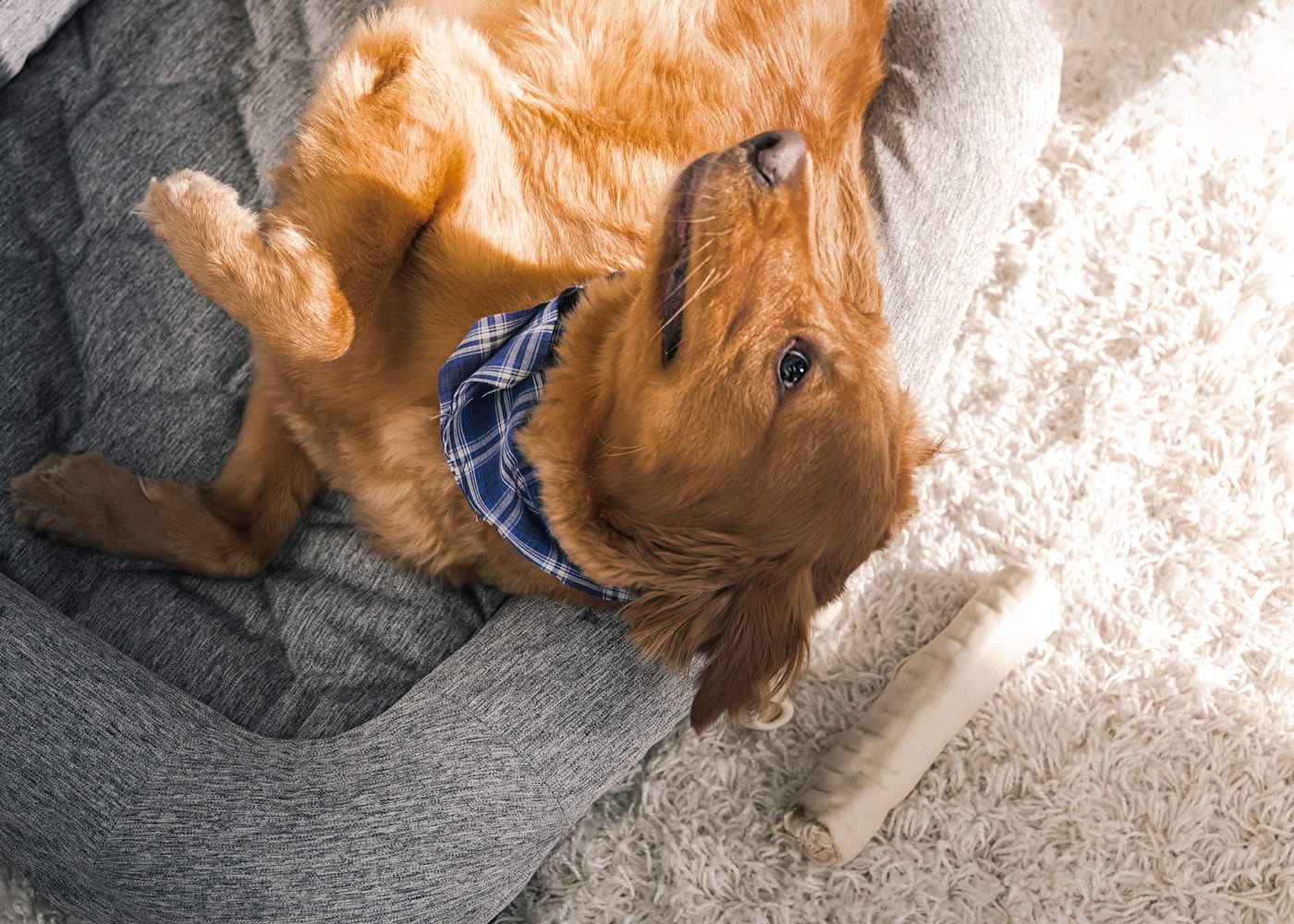 Performance - Medium / Large Dog Bed - Gray - Image 4